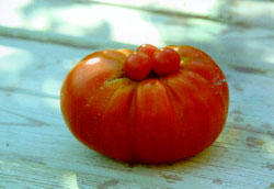 Томат (помидор) сорта Делишес 1 кг 300 гр., сверху томата - плоды обычной вишни